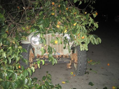 1946 Jeep CJ5 - A 1946 Jeep CJ5 is seen from the front, partially obscured by branches and fruit from a tree.