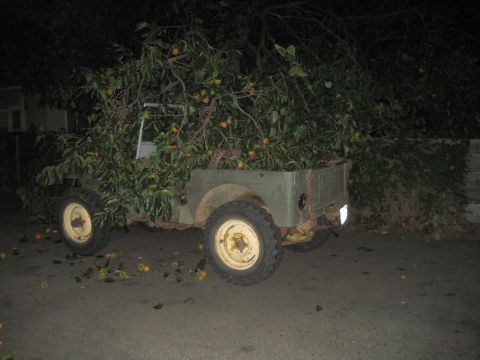 1946 Jeep CJ5 - Olive green 1946 Jeep CJ5 is covered in branches and fruit, seen at night.