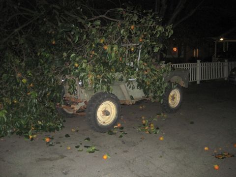 1946 Jeep CJ5 - A vehicle is obscured by foliage and fallen fruit, suggesting it's been parked under a tree for some time.