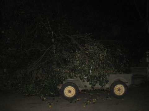 1946 Jeep CJ5 - A utilitarian vehicle is obscured by fallen tree branches and fruit.
