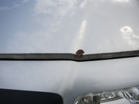 1991 Ford LTD Crown Victoria - A close-up view of a car's hood shows a small rust spot and a reflection of the sky.