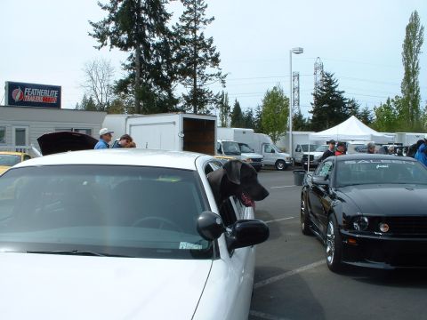 1999 Ford Crown Victoria photo