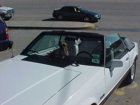 1989 Ford Mustang photo