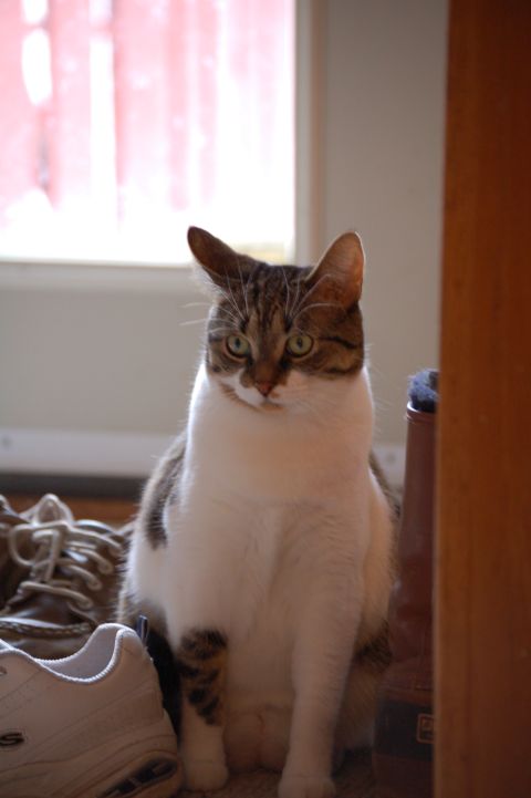 2006 Wildcat Wildcat SS photo